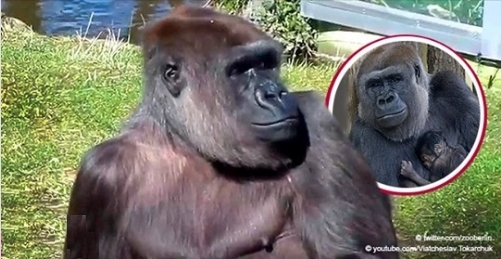 Berlin: Gorilla Bibi gebar zum ersten Mal seit 16 Jahren